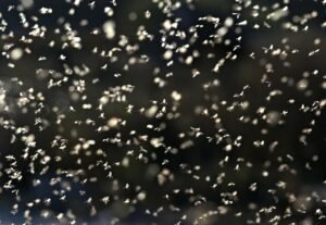 fly, efemerida, roi, flight, insect, vane